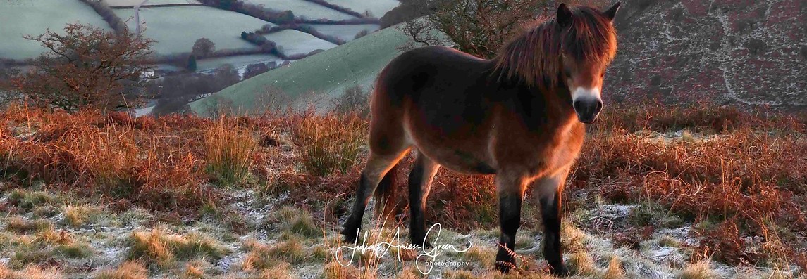 Winsford Exmoor Pony